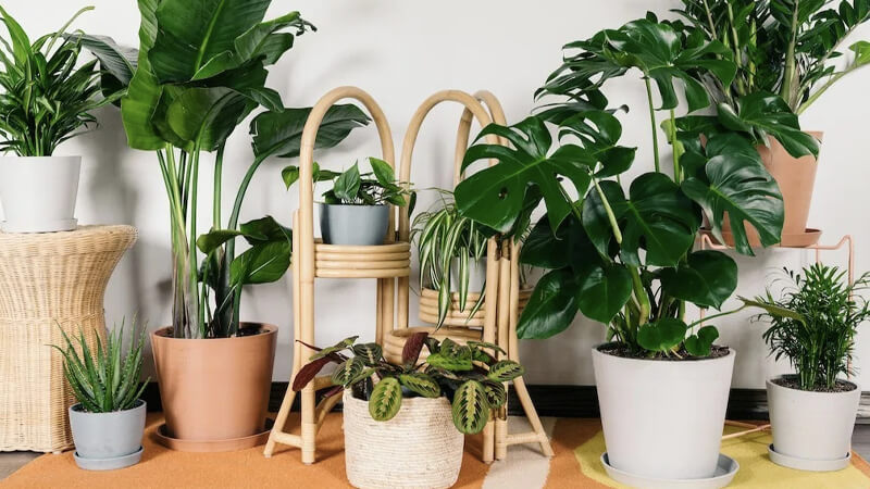 6 loại cây cảnh dễ trồng trong nhà nếu thiếu ánh sáng