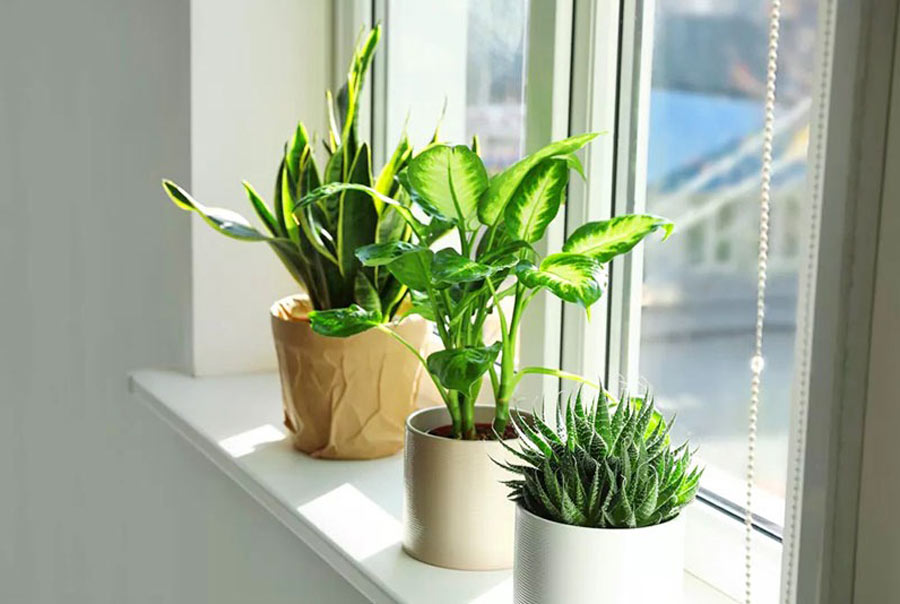 Cách chăm sóc cây xanh tốt trong mùa đông